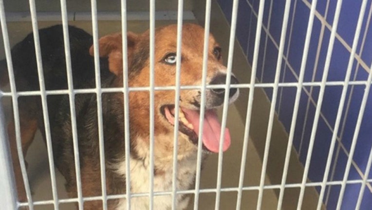 33f454e8-crazy-dog_1466185871287.jpg