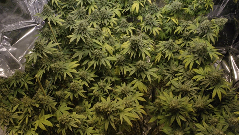 marijuana-plants-pot-cannabis_1499789630246.jpg