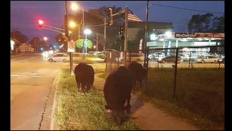 36cb0c8d-cows_1441234353038.jpg