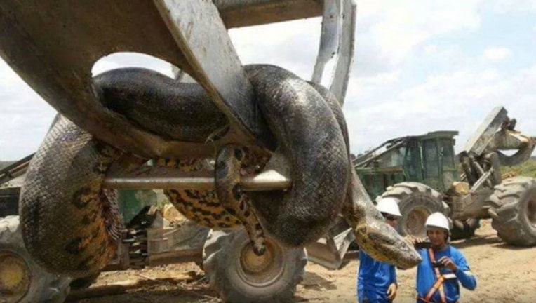 big-snake-anaconda-fock_1474932159964.jpg