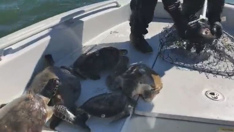 3a2911d0-FWC_rescues_cold_sea_turtles_0_20180104205838-401385