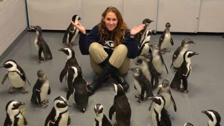 3a643ed4-Georgia Aquarium Penguin Chicks_1452615178524-404959.jpg
