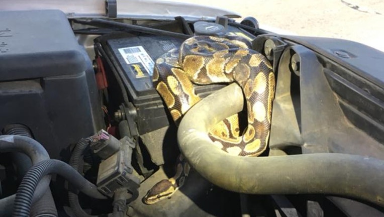 3bf98d6e-python-in-wisconsin-car_1535130305114.jpg