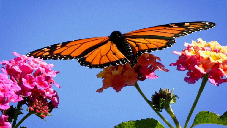 3f22c434-monarch-butterfly_1473092494659.jpg