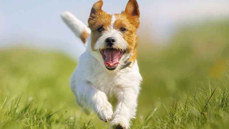 410e6c98-happy-dog