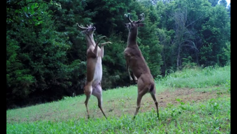 422e9c03-deer brawl_1498164013631-403440.PNG