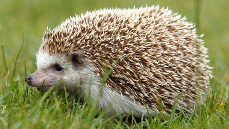 43ddf236-GETTY hedgehog_1554150199883.jpg.jpg