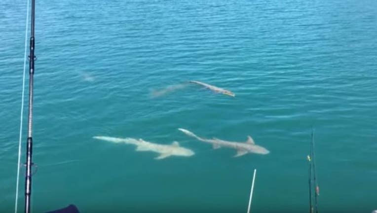 459ea2fe-crocodile-sharks_1471261861040.JPG