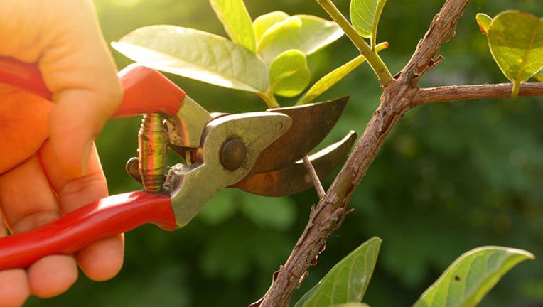 482b83bf-Garden-snips-GettyImages-671789588_1524585554285-402970.jpg