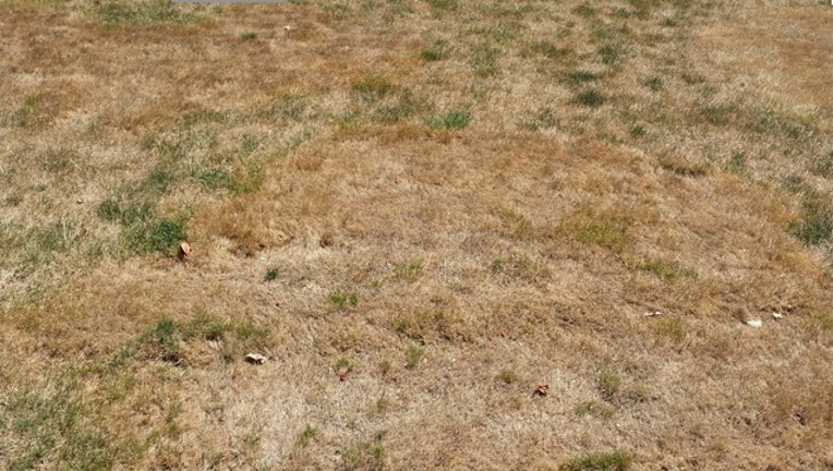 49ce5dad-Dead lawn