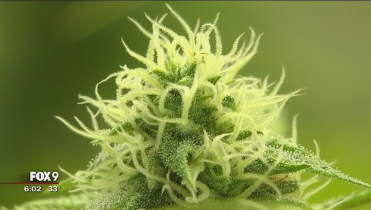 4a63b1fb-Medical_cannabis_discovery_0_20151217001634-409162