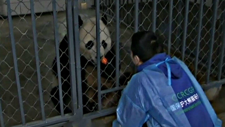 Bao Bao the panda at her new home in Chengdu City, China - image courtesy CCTV