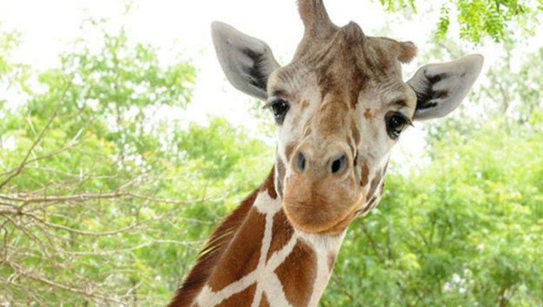 598ebc87-giraffe_1509657264315.jpg