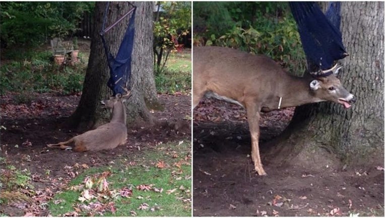 5aef3122-riversidedeer101916-1024x576_1476962169404.jpeg