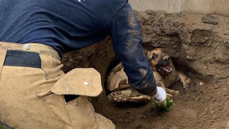 5b6b1235-Fontana dog and turtle rescue_1550881228262.jpg-407068.jpg