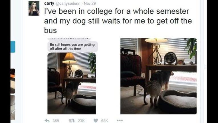 Carly Dunn's dog does not accept that she has gone to college