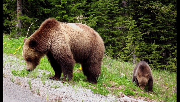 601b9a12-grizzly-bears_1440867690907.jpg