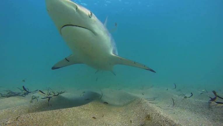 60e99298-Shark_migration_season_kicks_off_0_20180301175448-402429