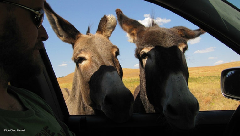 Custer State Park burros image by Chad Fennel via Flickr