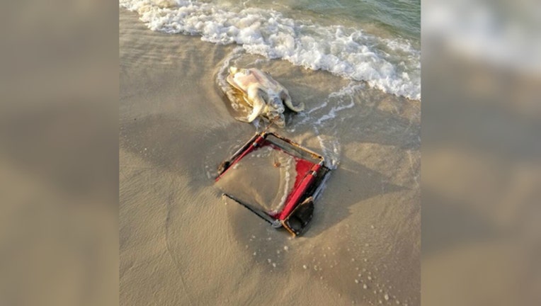 Endangered turtle with chair rope around its neck courtesy Fort Morgan Share the Beach