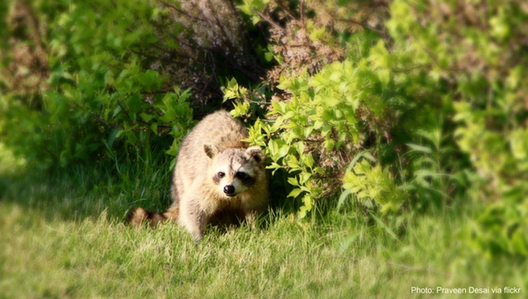 658e27e1-Stock photo of raccoon via flickr user Praveen Desai