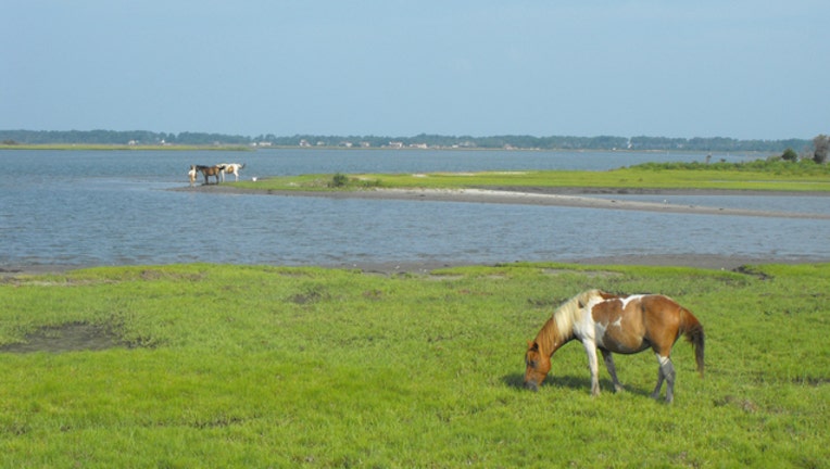 67b8e164-Chincoteague National Wildlife Refuge