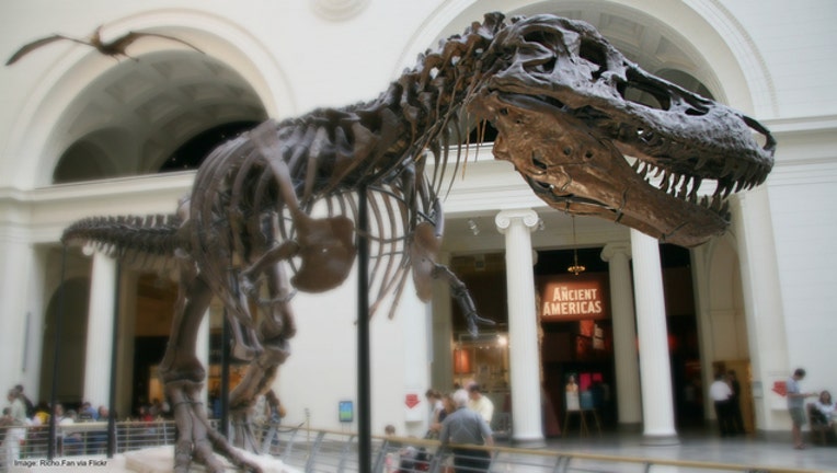 6a7bcea5-Sue the T-Rex at the Field Museum in Chicago
