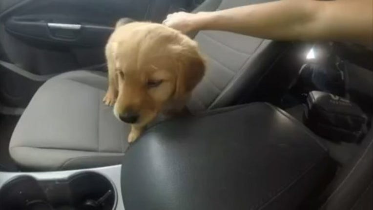 6bc52227-distractedrivingdogKTTV_1551404419416-407068.jpg