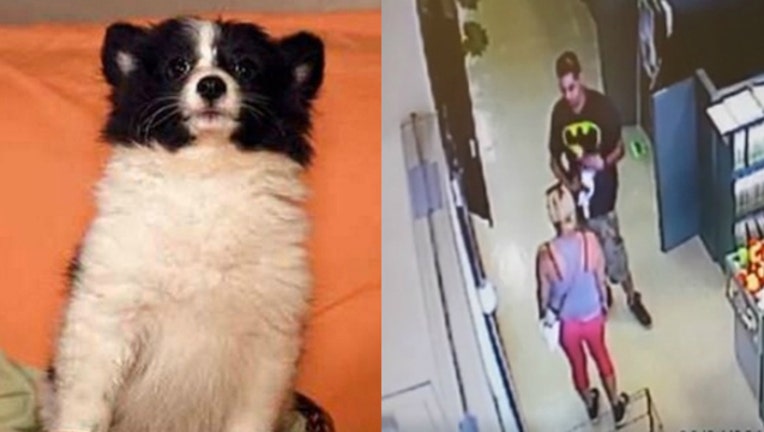 6d24f1fc-dog_1473475211108.jpg