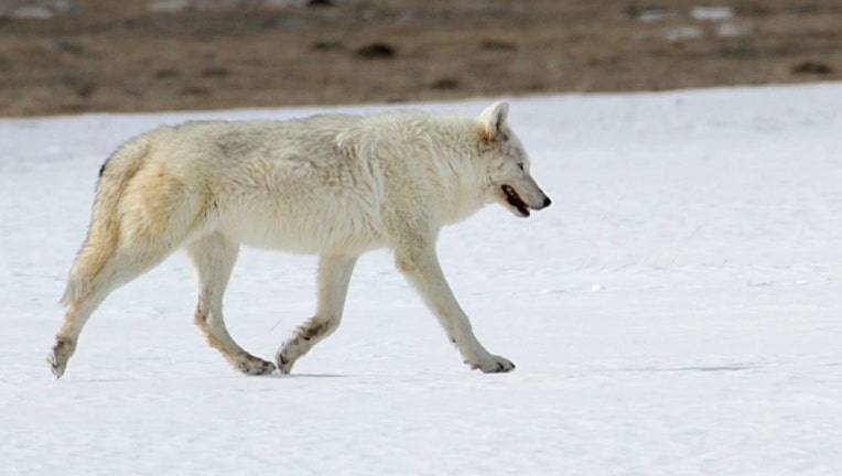 Rare white wolf in Yellowstone shot by unknown person