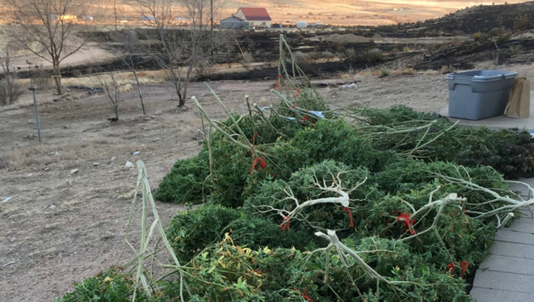 70d5f99b-Marijuana found in Colorado during fire