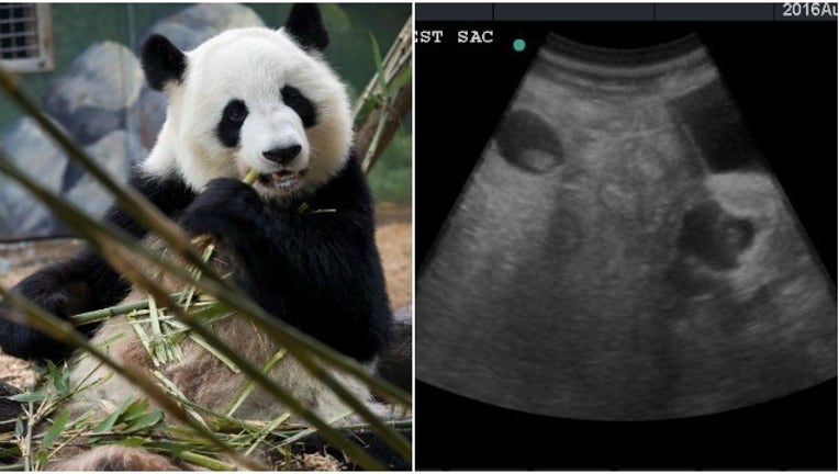 Lun Lun giant panda pregant twins_1472046672092-404959.jpg