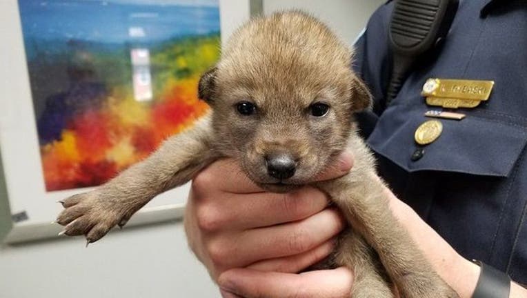 77ed8a73-coyotebaby_1526443199437-407068.jpg