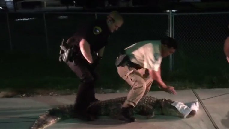 Walmart alligator_1530311283157.jpg-407693.jpg