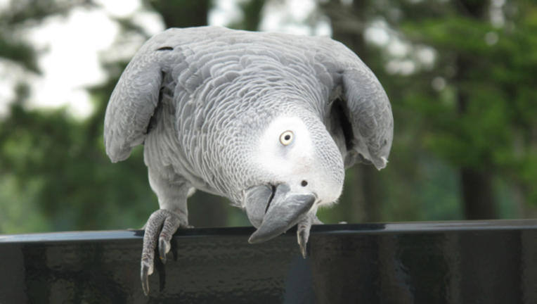 791e13e1-african-grey-parrot_1465213381887.png