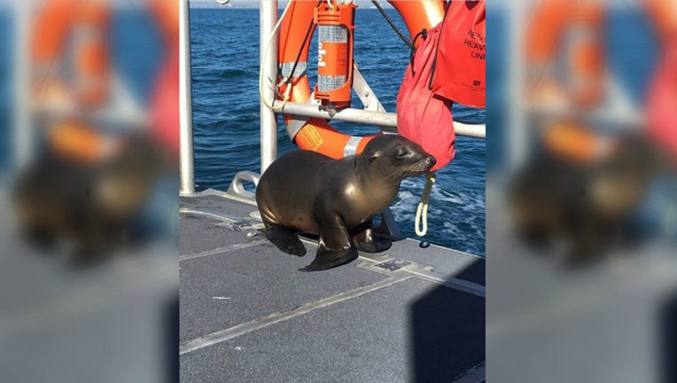 79de1ab2-This sea lion was rescued by the Coast Guard off Newport Beach, California (photo courtesy US Coast Guard)