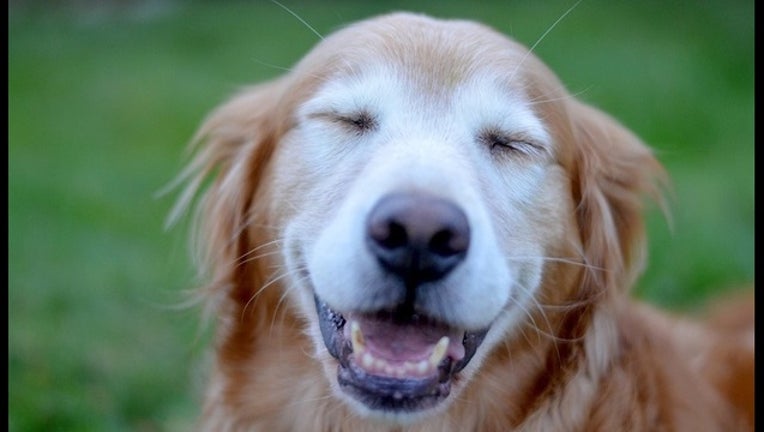 79de1ab2-happy-dog (1)_1448059854623.jpg