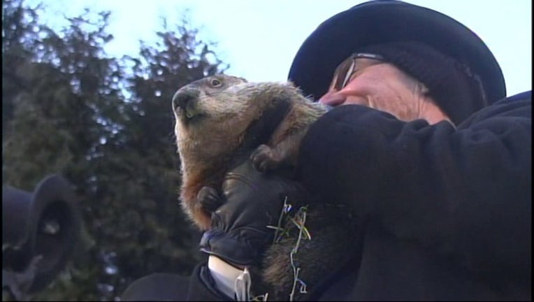 Punxsutawney Phil-401096