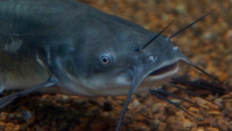 7f10f0d1-catfish_1473687086023.jpg