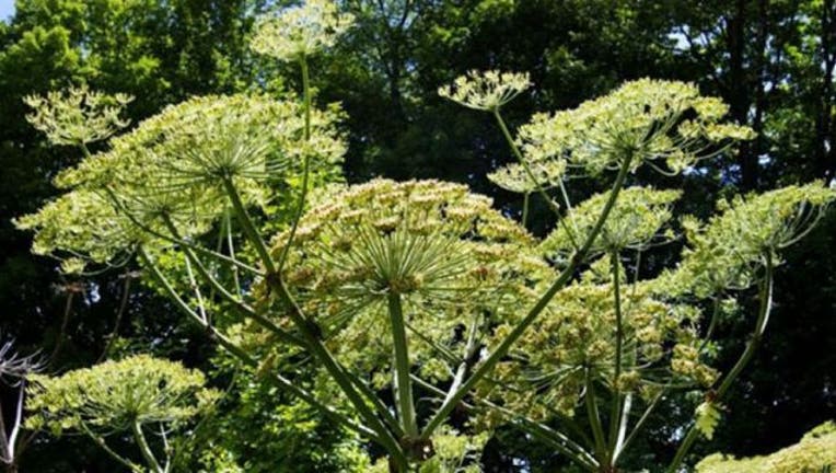 8145c8f4-giant-hogweed.jpg