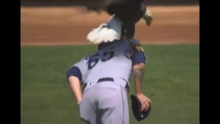 8197a088-bald eagle twins game_1522962114664.JPG-409162.jpg