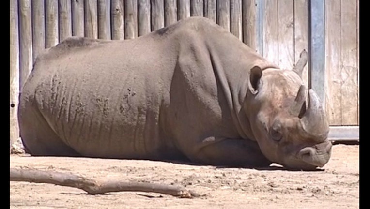 83c5ecb3-rhino-yo-2_1460837794202.jpg