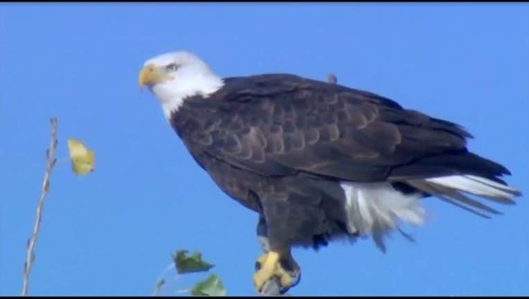 Bald eagle