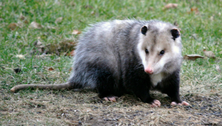 opossum_1475520864685.png