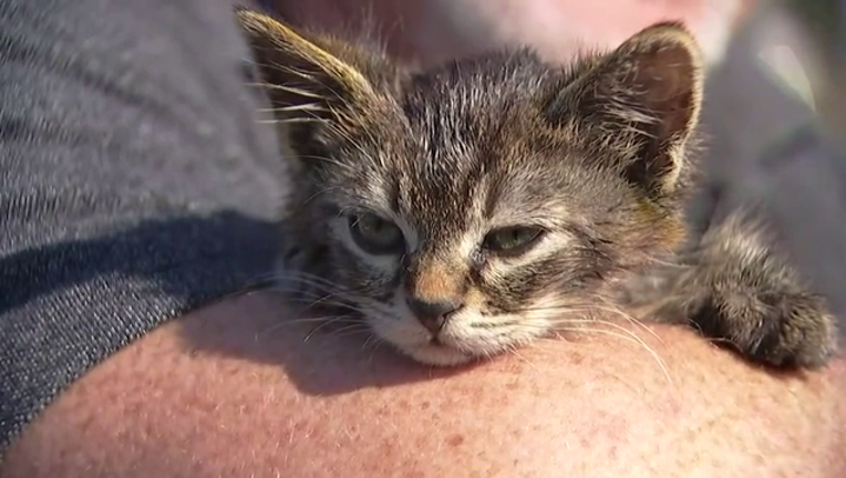 88506bbb-KPTV-kitten-glued-2018-10-23-16h51m47s836_1540331514822-408795.png
