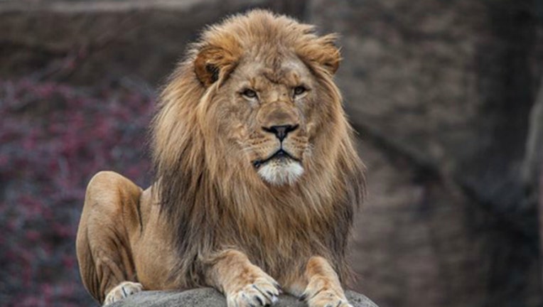 Lion at Lincoln Park Zoo in Chicago