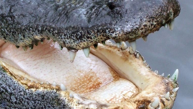 8d05ce02-alligator-teeth-generic_1447282653816-402429.jpg