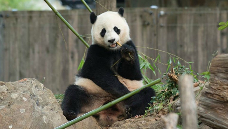 8ff6dfa6-Bao Bao the panda is moving to China this month (photo courtesy National Zoo)