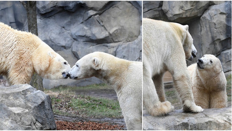 909b32f2-polar bears_1488497312193.jpg
