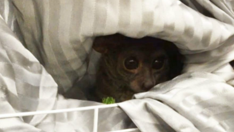 92efb750-monkey-prostitute-oregon_1461604787364.png